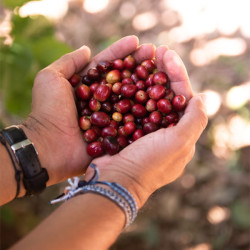 Cerise de café arabica