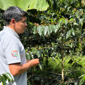 Un ouvrier récoltant le café dans la ferme Amazonas