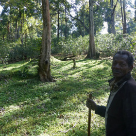 culture en agroforesterie